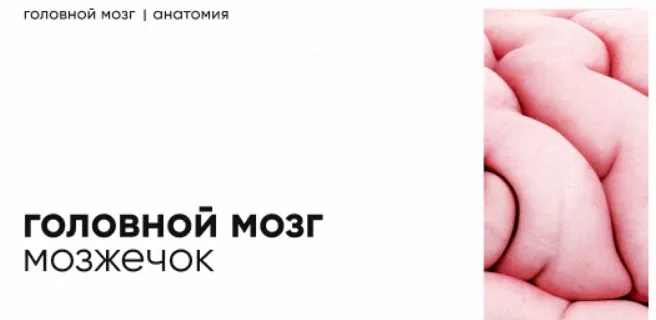 [Topanatomy] Мозжечок: строение и функции (Dr.Vorobev)