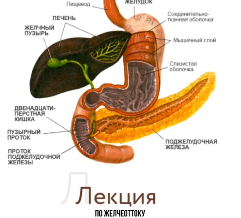 [kpuctakl] Лекция по желчеоттоку (Кристина Трофимова)