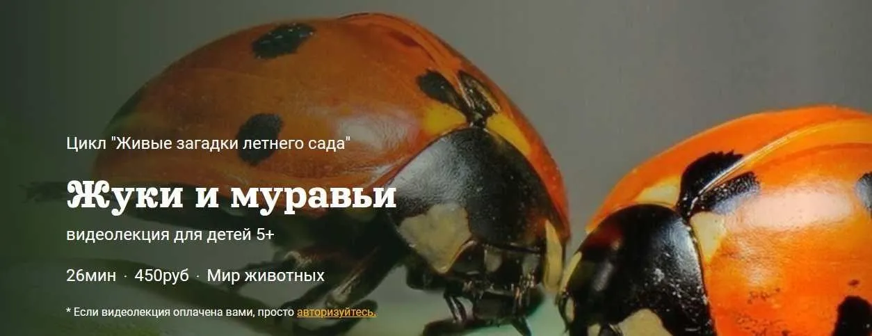 [Детский лекторий] Жуки и муравьи (Александр Толмачев)