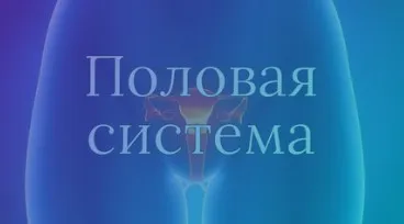 [AnatomyEducation] Модуль 7. Половая система (Эдгар Кафаров)