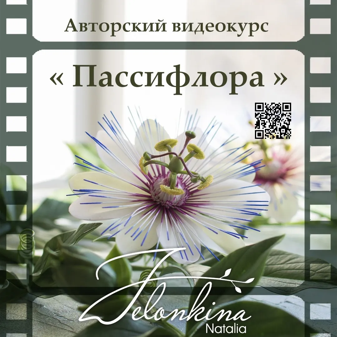Пассифлора (Наталья Желонкина)