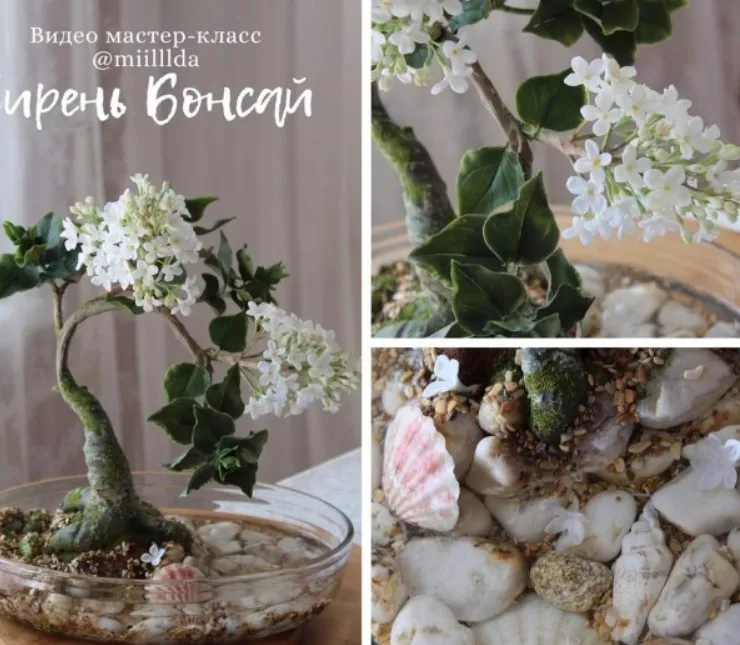 Сирень Бонсай (Оля Давлетшина)