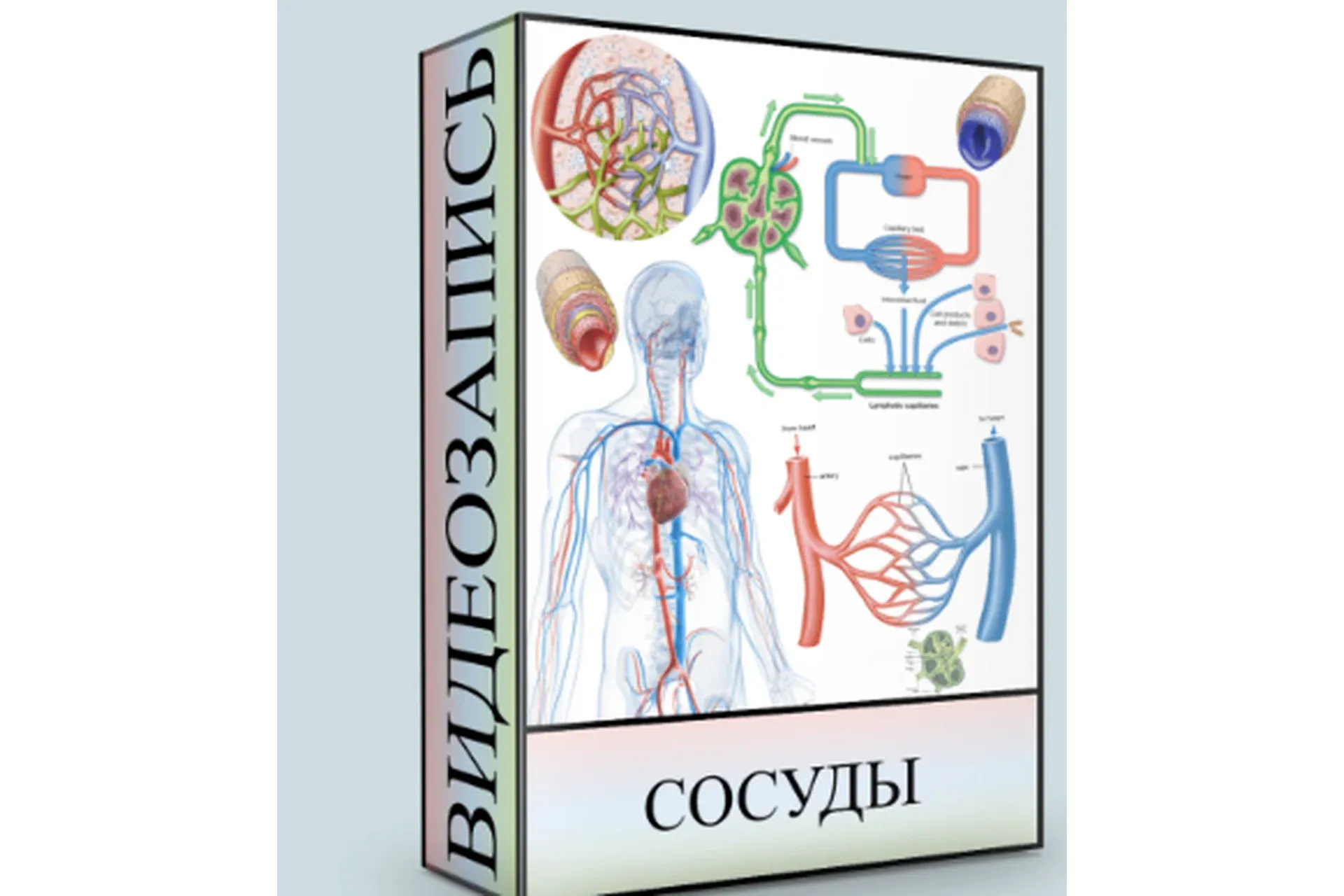 Сосуды (Людмила Малышева)