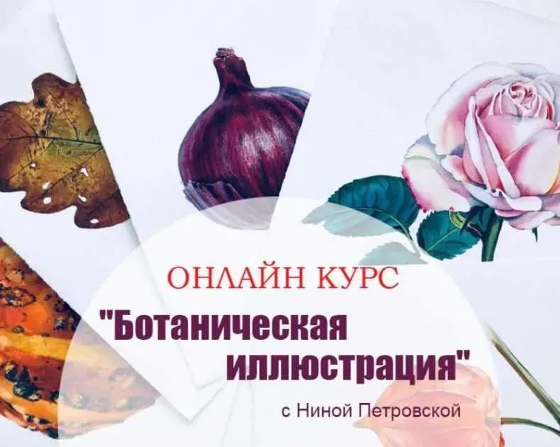Ботаническая иллюстрация (Нина Петровская)