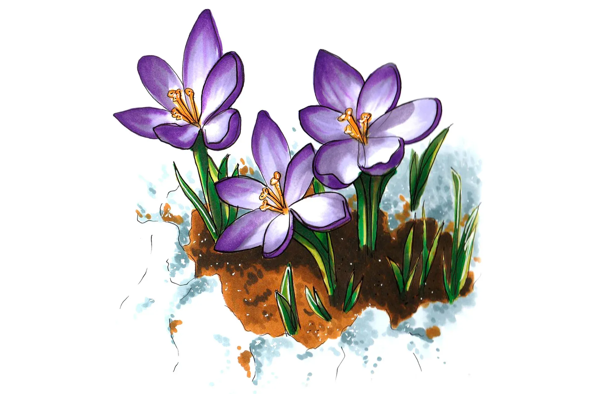 Flowers sketching (Евгения Липатова)