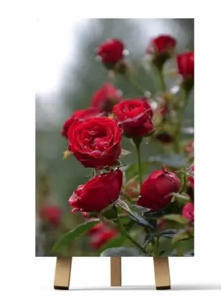 Розочки (Ирина Шпакова)