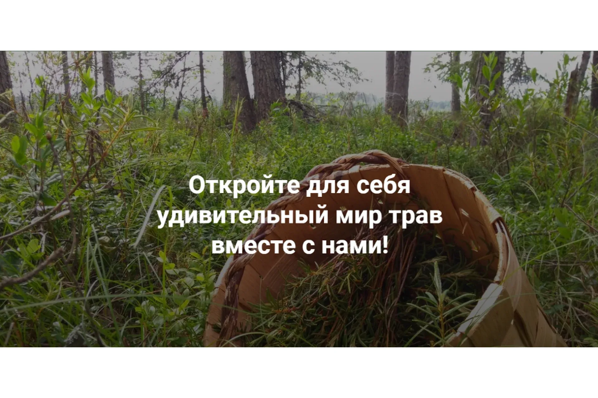 [Fitomama] Применение грецкого ореха в медицине (Елена Корсун)