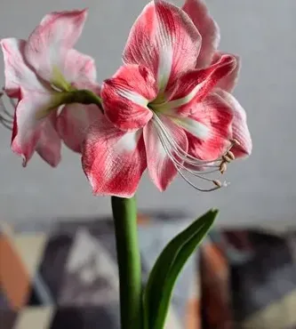 [Русская школа Цветоделия] Амариллис (Марина Головина)