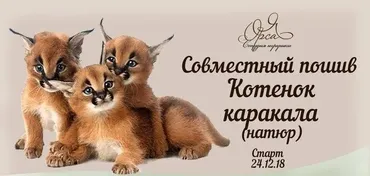 Совместный пошив «Котенок каракала» (Янина Орса)