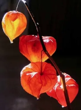 Физалис (Юлия Кошелева)