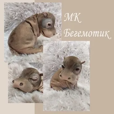 Бегемотик (Валентина Крижановская)