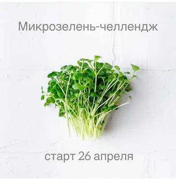 Микрозелень-челлендж (Ольга Зингер)