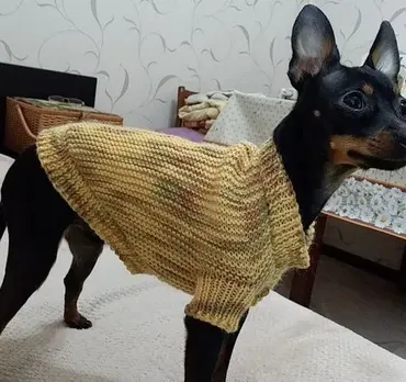 [Elimishkiteddi] Жакет для собачки