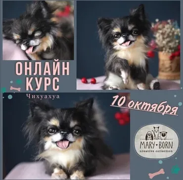 Чихуахуа (_maryborn_)