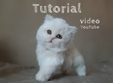 Британский котенок (Наталья Долгая)