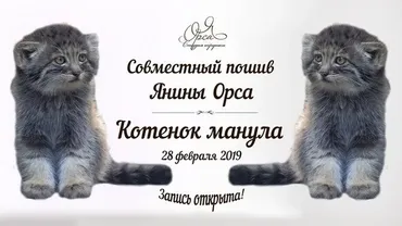 Совместный пошив «Котенок манула» (Янина Орса)