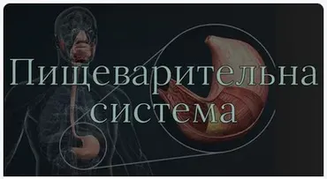 [Anatomy Education] Модуль 4. Пищеварительная система (Эдгар Кафаров)