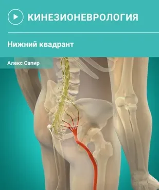 Мануальная терапия нервной ткани. Нижний квадрант (Алекс Сапир)