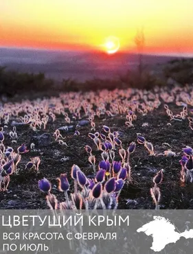 Цветущий Крым – вся красота с февраля по июль (krymvkarmane)