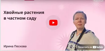 [Инфоурок] Хвойные растения в частном саду (Ирина Пескова)