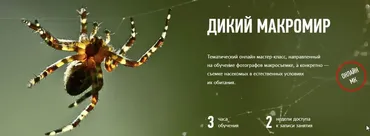 [Profileschool] Дикий МакроМир (Кирилл Кривошеев)