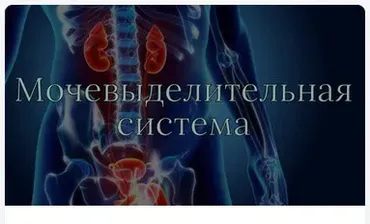 [AnatomyEducation] Модуль 6. Мочевыделительная система (Эдгар Кафаров)