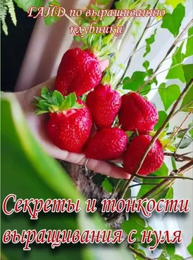 [Yagodniy_dvorik] Гайд по выращиванию клубники