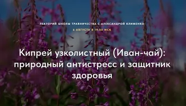 Кипрей узколистный (Иван-чай) : природный антистресс и защитник здоровья (Александра Клименко)
