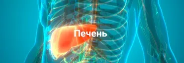 [academy-istomin] Печень (Никита Истомин)
