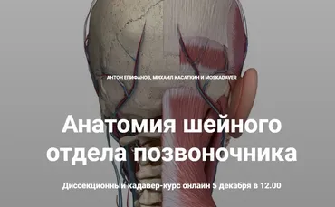 Анатомия шейного отдела позвоночника (Антон Епифанов, Михаил Касаткин)