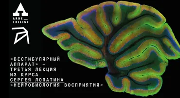 [Архэ] Нейробиология восприятия. Вестибулярный аппарат. Лекция 3 (Сергей Лопатин)