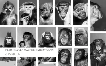[Архэ] Приматы. Отряд млекопитающих, систематика и экология (Марина Ванчатова)
