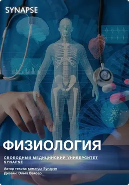 [Synapse] Учебник по физиологии