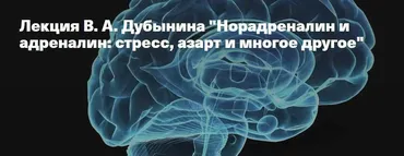 Норадреналин и адреналин: стресс, азарт и многое другое (Вячеслав Дубынин)