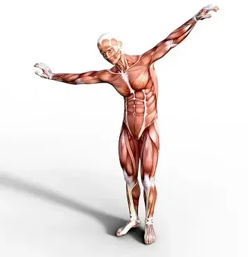 [Sigh Energy] Заживление и регенерация связок | Ligaments healing and regeneration