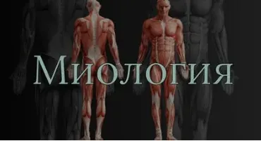 [Anatomy Education] Модуль 3. Миология (Эдгар Кафаров)