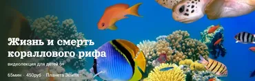[Детский лекторий] Жизнь и смерть кораллового рифа (Александр Толмачев)