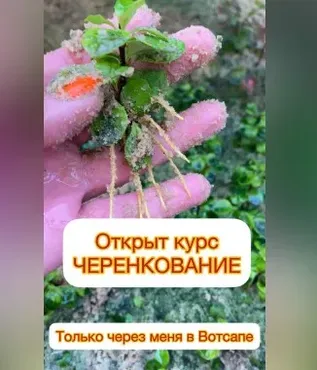 Черенкование (Ева. Сад своими руками)