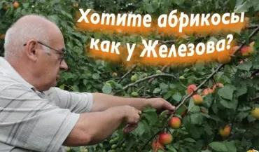 Выращивание абрикосов (Валерий  Железов)