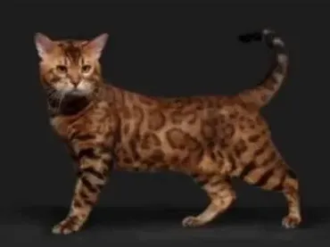 Бенгал пастелью из курса «Кошачьи» (Юлия Дубинина)