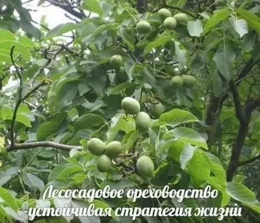Лесосадовое ореховодство — устойчивая стратегия жизни (Олег Перетятько)