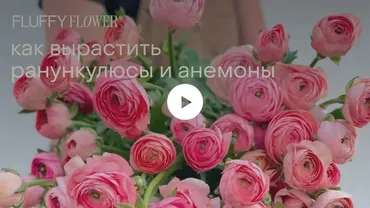 [Fluffy Flower] Как вырастить ранункулюсы и анемоны (Инна Звездина, Константин Звездин)