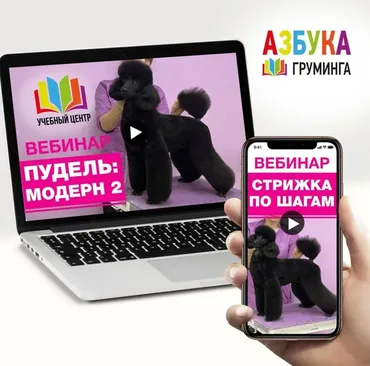[Азбука Груминга] Пудель Модерн. Для начинающих (Дарья Казимова)