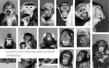 [Архэ] Приматы. Макаки, павианы, мартышки (Марина Ванчатова)