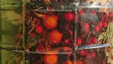 Творим Сурицу (Ольга Данилюк)
