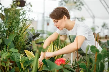 [Plants Zasteklom] Интенсив Реанимация растений (Натали Серова)