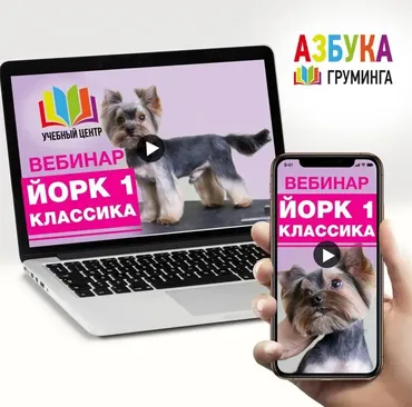 [Азбука Груминга] Стрижка Йорка для начинающих (Дарья Казимова)