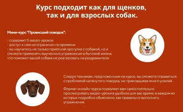 [kinologschool] Провисший поводок (Антонина Зимарева)