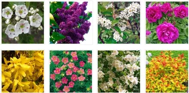 Красивоцветущие кустарники для вашего сада (Наталья Мягкова)