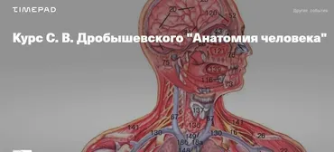 Анатомия человека (Станислав Дробышевский)